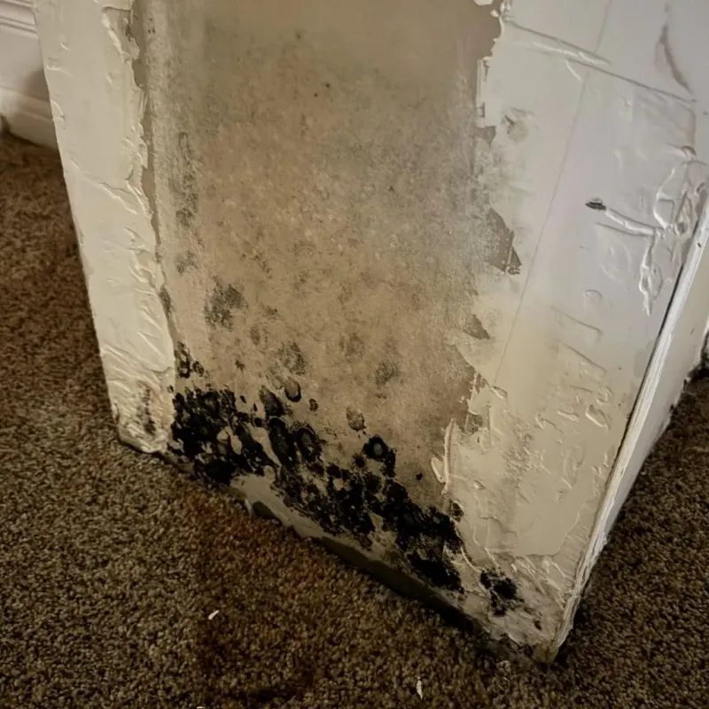 Professional Mold Removal in De Graff, OH